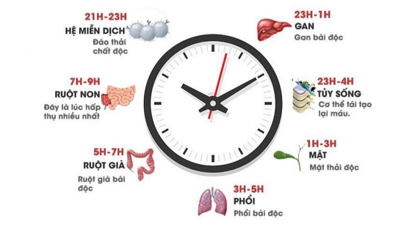 đồng hồ sinh học cơ thể và tác hại của việc thức khuya